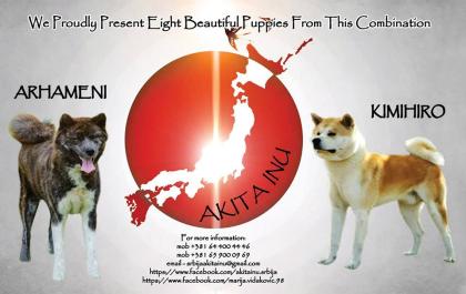 Akita Inu Welpen zu verkaufen