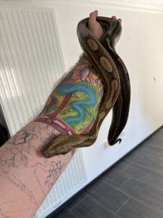 Boa Constrictor imperator