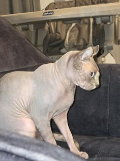 Sphynx Katze Weibchen