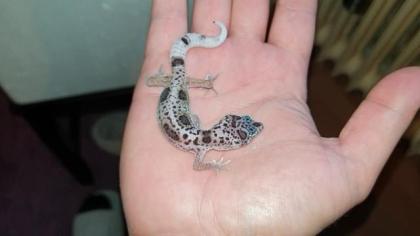 Leopardgecko