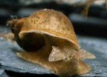 RADIX BALTHICA YODA SCHNECKE TEICH ALGENVERNICHTER