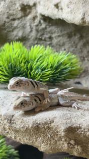 Crotaphytus collaris collaris Halsbandleguan