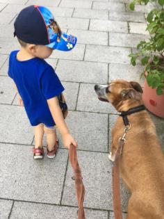 Familienhündin sucht neues Zuhause