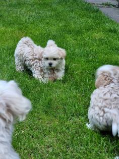 Süße Maltipoo Welpen