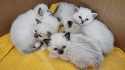 Heilige Birma Kitten - reinrassig, suchen ein liebevolles Zuhause