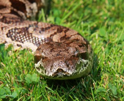 Südliche Madagaskarboas Acrantophis dumerili