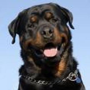 Ich pakko suche ein neues zuhause ich bin ein rottweiler und bin 2 jahre alt
