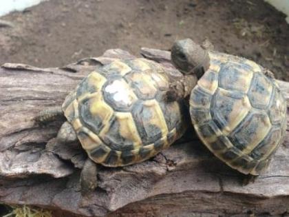Griechische Landschildkröten Breitrandschildkröten