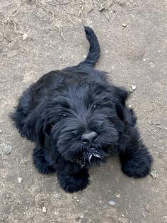 Zwei Riesenschnauzer-Welpen