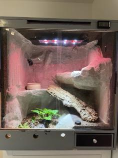 Königspython Hypo/Ghost mit Terrarien