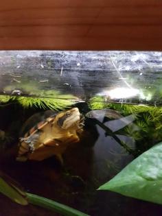 Wasserschildkröte Kinosternon leucostomum postinguinale
