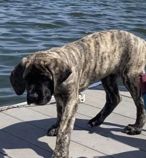 Englische Mastiff - Welpen - aus liebevoller Familienaufzucht