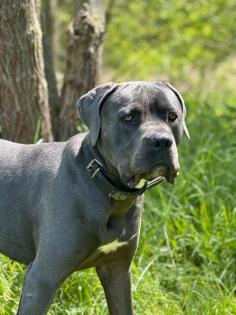 Cane Corso rüde dringend in liebevolle und erfahrende Hände