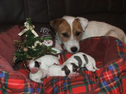 Parson Russel Terrier Welpen
