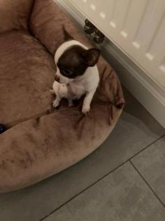 Chihuahua Welpen Mini