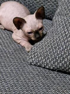 Sphynx Kitten // weiblich
