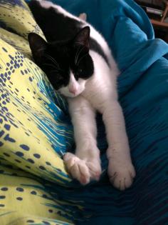 2 junge Katzen suchen neues Zuhause