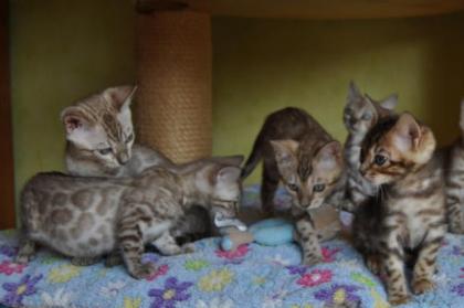 Bengal Kitten aus liebevoller, langjähriger Zucht in Snow sowie klassisch black