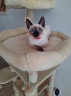 Tonkanesekitten Burma, Siam