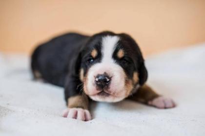 Großen Schweizer Sennenhund Welpen mit Ahnentafel FCI