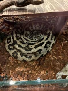 Teppichpython Jaguar - Morelia Spilota