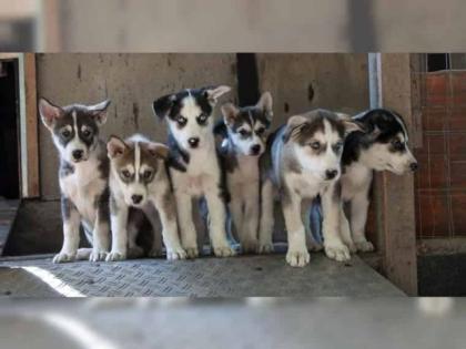 Siberian Husky mit FCI/VDH Papieren