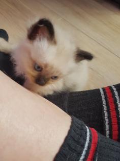 Reinrassige Balinesische Siam Kitten Langhaar, Selten