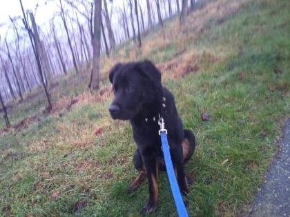 Rottweiler Mischlings Rüde