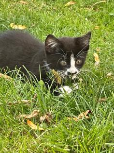 Hauskatze Katzenkinder Katze Kater Kitten