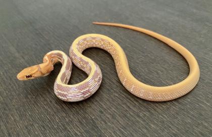 1. 0 T Albino Strahlennatter Coelognathus Radiatus DNZ23
