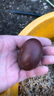 Bruteier marans schwarz Kupfer