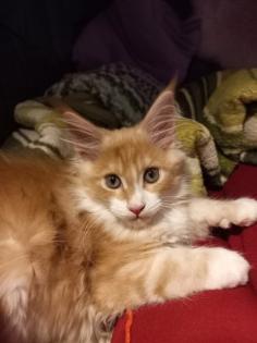 Wunderschöne Maine Coon Mädchen