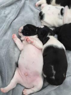 Französische Bulldoggen Welpen