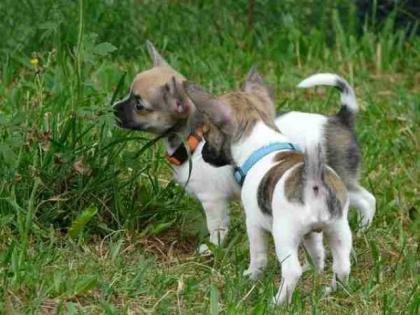 Süße Langhaar Chihuahuawelpen mit Papieren