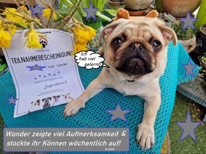 Altdeutsche Mopshündin, 9 Monate mit Ahnennachweis