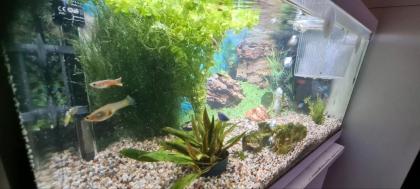 Aquarium mit Fisch und Zubehör