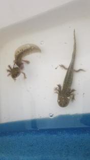 Axolotl Jungtiere