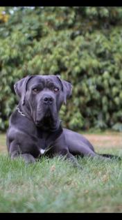 Kräftige Cane C rso Welpen