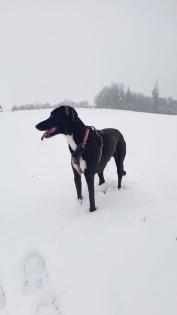 Hundesitter, Hundebetreuung, Hundpflege, Betreuung, Pension, Hund