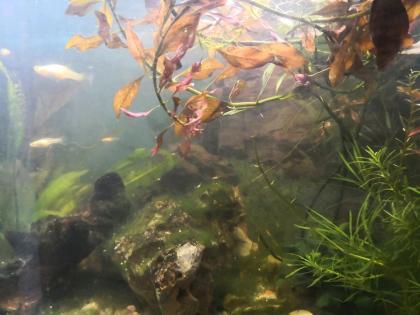 Guppy Guppys abzugeben - Babys oder Halbwüchsige