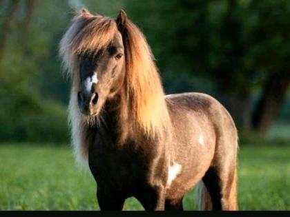 Mini Hengst gekört American Miniature Horse AMHA