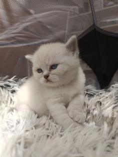 BKH kitten mit blauen Augen