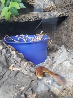Kornnatter mit Terrarium