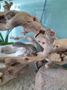 Leopardgeckos mit Terrarium