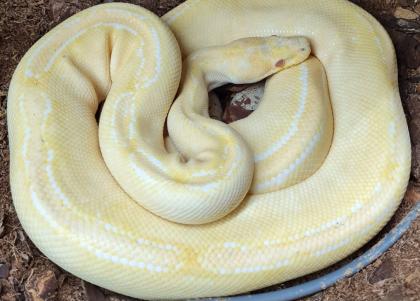 Königspython python regius 0. 1
