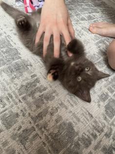 Britisch Kurzhaar BKH Katzenbaby Kätzchen Bicolor Chocolate Torty weiß-schwarz weiß-rot