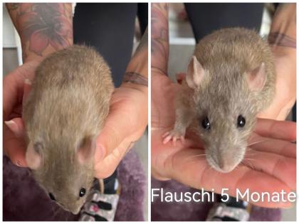 6 Süße Rattenmädels mit Käfigen und Zubehör