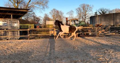 Reitbarer Beisteller beistellpferd warmblut wallach abzugeben
