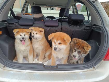 Japanische Akita Inu welpen