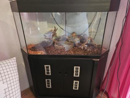 Verkaufe hier meine Kornnatter mit Terrarium und Unterschrank